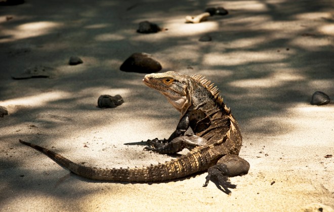 iguana copy