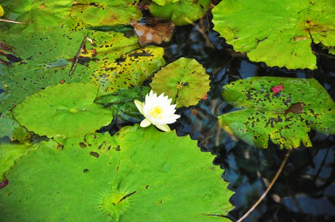 Lily pad with flower
