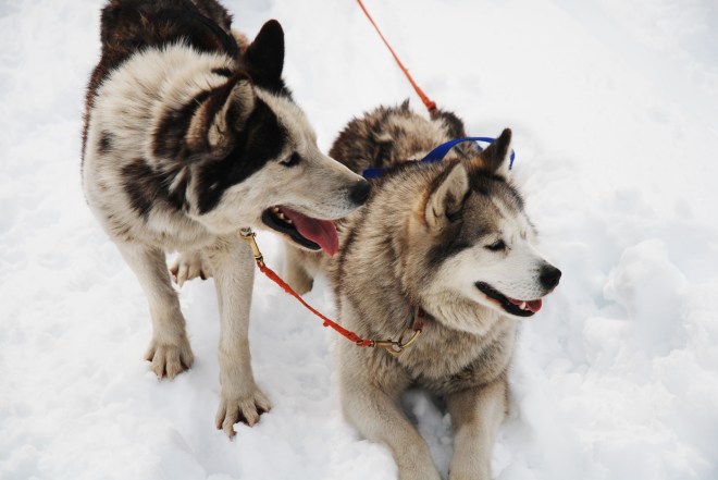 Huskies in snow