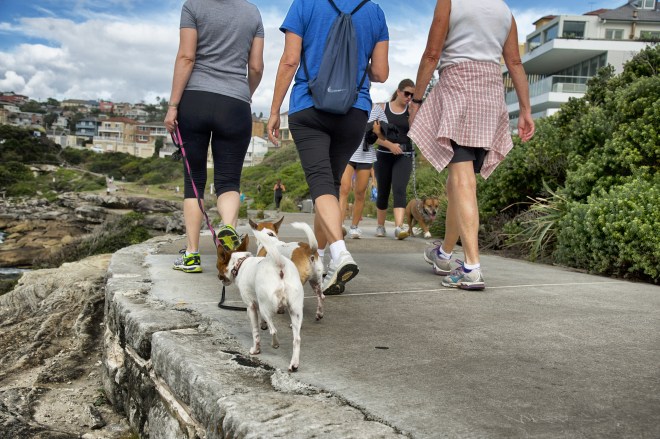 People walking dogs on Bondi coastal walk