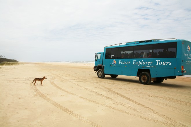 Dingo in front of Fraser Island Tour bus