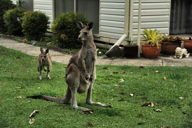 Kangaroos in backyard