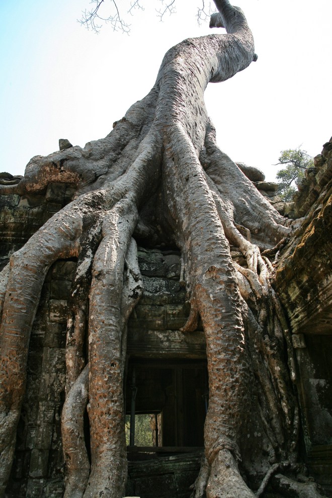 Ta Prohm Temple