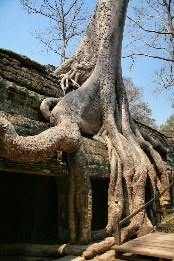 Ta Prohm